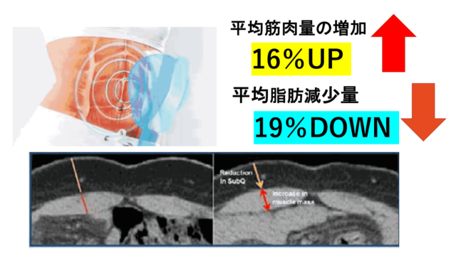 平均筋肉量の増加16％UP・平均脂肪減少量19％DOWN